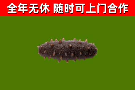 金华市回收海参干